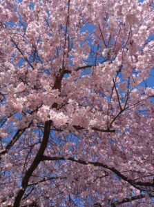 [Justine CM] Fleurs de cerisier rose pâle sur un fond de ciel bleu