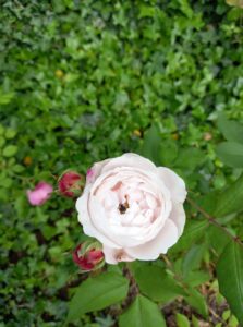 [Justine CM] Rose blanche avec une abeille à l'intérieur. Les deux boutons de rose qui l'encadrent sont rose foncé