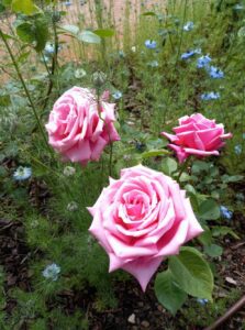 [Justine CM] Trois roses à la couleur rose tendre