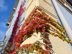 [Justine CM] Coin d'un immeuble recouvert de lierre aux feuilles rouges ou à moitié en train de jaunir