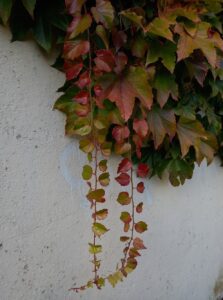[Justine CM] Lierre brun, rouge et vert qui pend le long d'un mur blanc