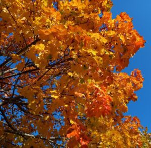 [Justine CM] Arbres d'automne aux feuilles jaunes orangées