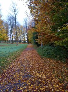 [Justine CM] Chemin recouvert de feuilles d'automne bordé d'un verger à gauche et d'arbres à droite