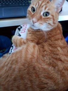 [Justine CM] Photo de mon chat Auron, chat tigré roux, au bout du museau blanc et aux yeux verts