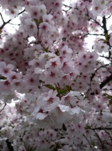 [Justine CM] Fleurs de cerisier rose pâle parsemées de gouttes de pluie