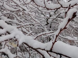[Justine CM] Branches d'arbres recouvertes de neige