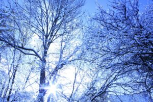 [Justine CM] Arbres recouverts de neige, soleil en contre-jour, effet bleu sur la photo