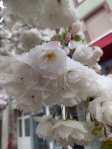 [Justine CM] Fleurs de cerisier blanches sous la neige