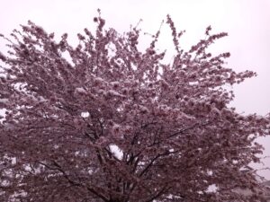 [Justine CM] Fleurs de cerisier roses sous la neige