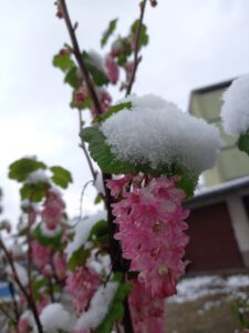 [Justine CM] Fleurs roses recouvertes de neige