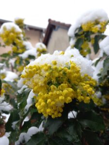 [Justine CM] Mahonia jaunes sous la neige