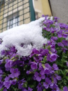[Justine CM] Fleurs violettes sous la neige
