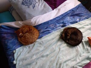 [Justine CM] Photo de mon chat tigré roux Auron, et de ma chatte tigrée brune Sora, couchés sur mon lit comme des donuts.