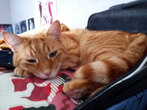 [Justine CM] Photo d'Auron, mon chat tigré roux aux yeux verts, couché sur un de mes sacs.