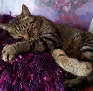 [Justine CM] Photo de ma chatte tigrée brune, Sora, couchée sur un coussin au franges violettes et roses, qu'elle semble serrer entre ses pattes.
