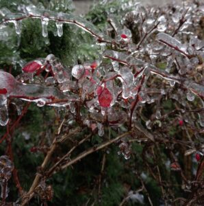 [Justine CM] Photo de feuilles rouges et ronces pris dans le gel. Prise en décembre 2022.