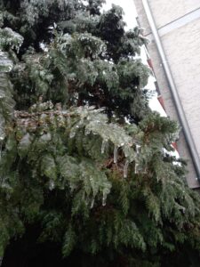 [Justine CM] Photo d'un sapin pris dans le gel. Prise en décembre 2022.