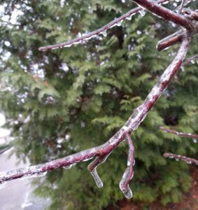 [Justine CM] Photo d'une branche rouge enrobée de gel. Prise en décembre 2022.