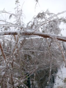 [Justine CM] Photo de petites branches enrobées de gel. Prise en décembre 2022.