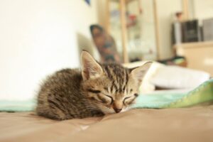 [Justine CM] Photo de ma chatte tigrée brune, Sora, quand elle avait 1 mois et demi, en train de dormir.
