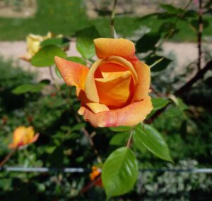 Rose orange pas tout à fait éclose