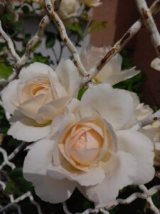 Roses blanches légèrement orangées au cœur qui s'épanouissent à travers un grillage blanc rouillé.