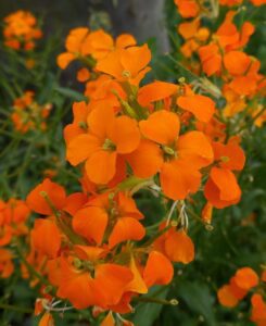 Petites fleurs orange