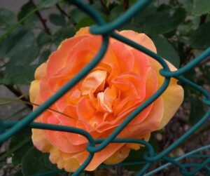 Rose orange, qu'on voit à travers un grillage