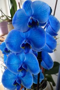 Momo Phalaenopsis bleu profond.
