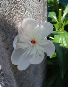 Fleur blanche aux pétales ronds et à l'intérieur, des pétales dentelés.
