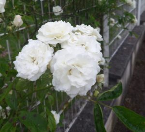 Roses blanches traversant un grillage