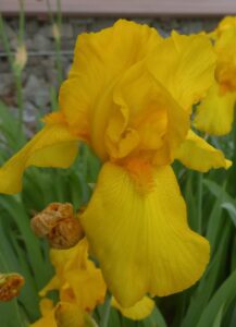 Iris jaune