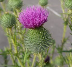 Fleur avec une boule à la base sous forme de piquants, et au-dessus des pétales en forme de fils roses. Possiblement un Cirse rose.