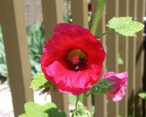 Rose trémière rouge