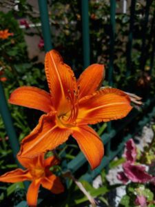 Lys orangé