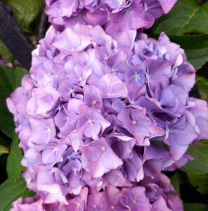 Hortensia violet clair