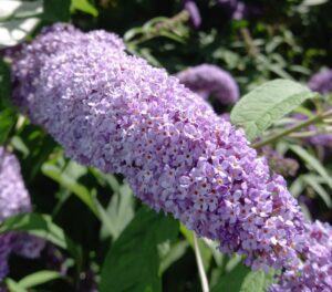 Arbre à papillons violet. Petites fleurs en grappes, comme le Lilas.