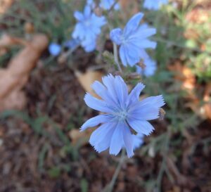Fleur de chicorée sauvage, Barbe de Capucin. Bleu pâle, une douzaine de pétales dentelés au bout, anthères bleues