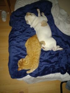 Starky, mon bouledogue blanc tacheté de brun, et Auron, mon chat roux, qui dorment sur le lit de ma maman, l'un à l'envers de l'autre, postérieur contre postérieur presque.