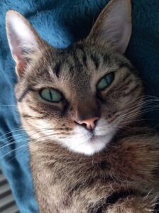 Ma chatte Sora, dont on voit bien la tête : yeux verts (dont un qui louche sur la photo), museau blanc, reste de la fourrure brune et tigrée.