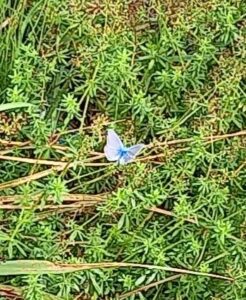Petit papillon bleu sur de l'herbe. Photo prise de loin, assez floue.