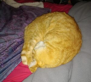 Mon chat roux, Auron, qui dort en boule sur mon lit