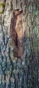 Écorce d'un arbre, avec un creux au milieu. Recouverte d'une mousse verte ou grise par endroits.
