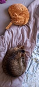 Sora, ma chatte tigrée brune, et Auron, mon chat tigré roux, dormant en boule sur mon lit.