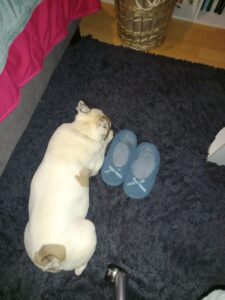 Mon chient Starky, bouledogue blanc tacheté de brun, couché sur mon tapis bleu nuit, à côté de mes chaussons bleus, dans ma chambre.
