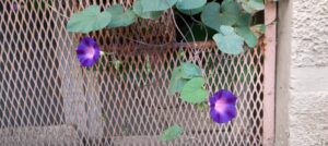 Ipomées, fleurs violettes au coeur rose pâle, et parcourues de pourpre des 5 côtés. Fleur grimpante qui s'épanouit le long d'un grillage ici.