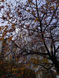 Arbre qui perd ses feuilles petit à petit, en pleine ville. Feuilles orangées à brune.