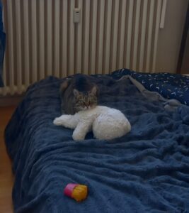Sora, ma chatte tigrée brune, couchée sur une peluche de nounours blanc, sur le lit de ma maman. On voit un jouet de mon chien Starky (cornet de frites en plastique).