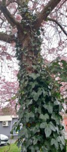 Cerisier en fleurs envahi par un lierre aux feuilles vert foncé.