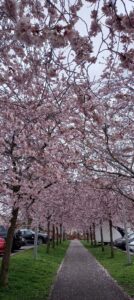 Allée encadrée par des cerisiers en fleurs (rose pâle). De chaque côté, des places pour se garer.